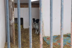 IMG_8695-Half-Camera