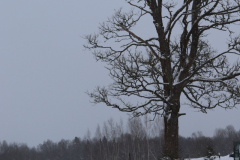 IMG_8718-Half-Camera